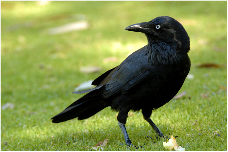 Australian Ravenadult