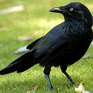 Corbeau d'Australie
