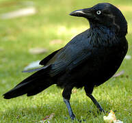 Australian Raven