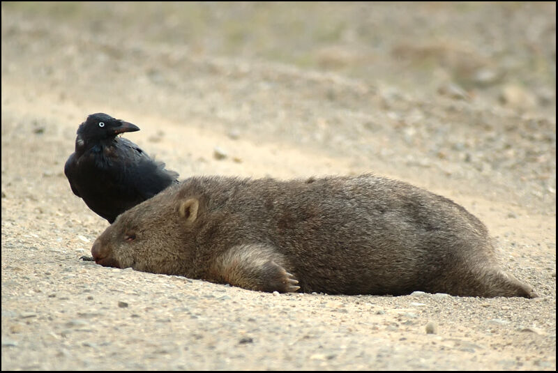 Corbeau de Tasmanieadulte