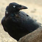 Corbeau de Tasmanie