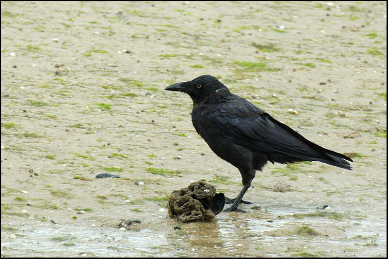 Corbeau de Tasmanieadulte