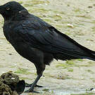 Corbeau de Tasmanie