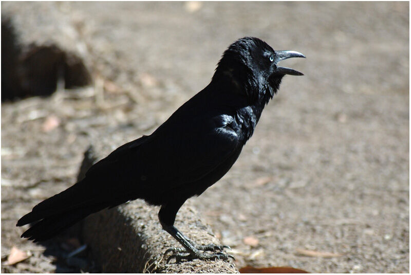 Torresian Crowadult