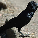 Corbeau de Torres