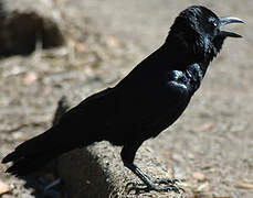 Torresian Crow