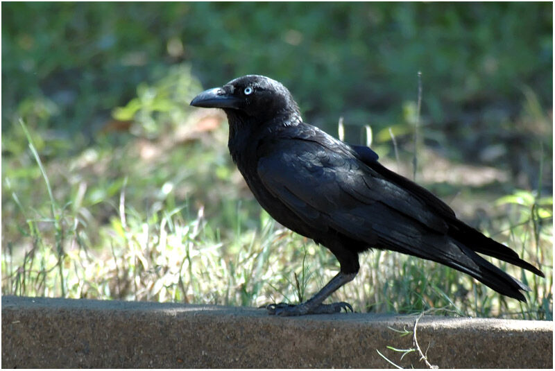 Torresian Crowadult