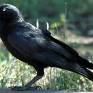 Corbeau de Torres