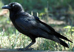 Torresian Crow