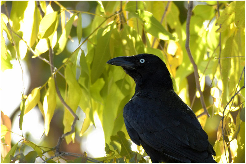 Torresian Crowadult