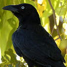 Corbeau de Torres