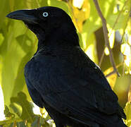 Torresian Crow