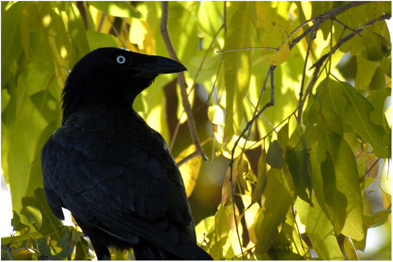 Torresian Crowadult