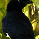 Corbeau de Torres