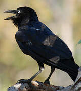 Torresian Crow