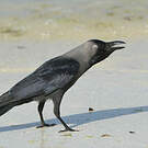 Corbeau familier