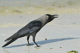 House Crow