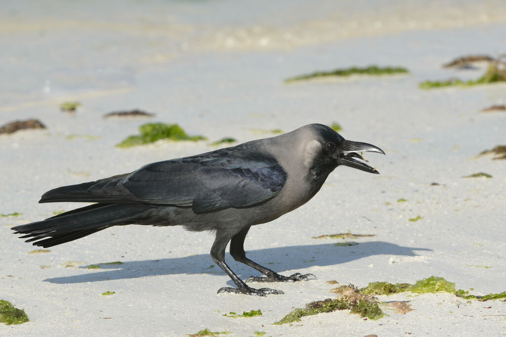 House Crowadult