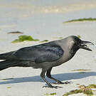 Corbeau familier
