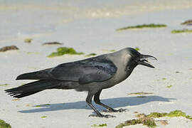 House Crow