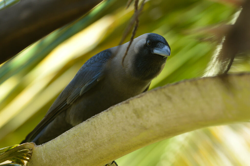 Corbeau familier