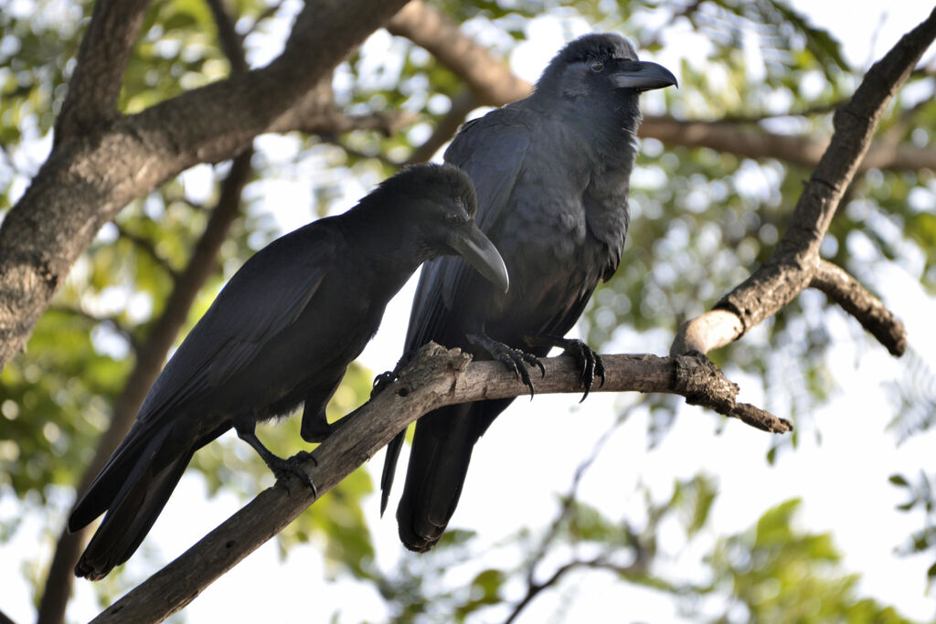 Corbeau indienadulte