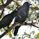 Corbeau indien