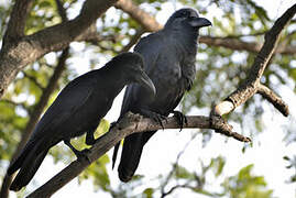 Indian Jungle Crow