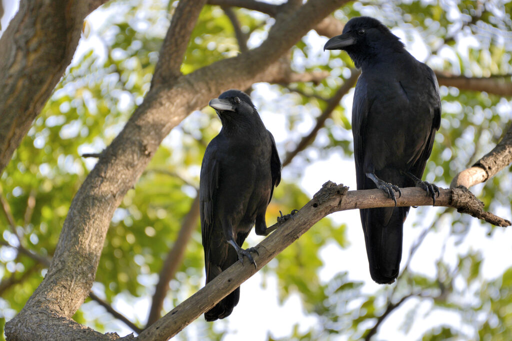 Corbeau indienadulte