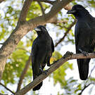 Corbeau indien