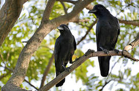 Corbeau indien