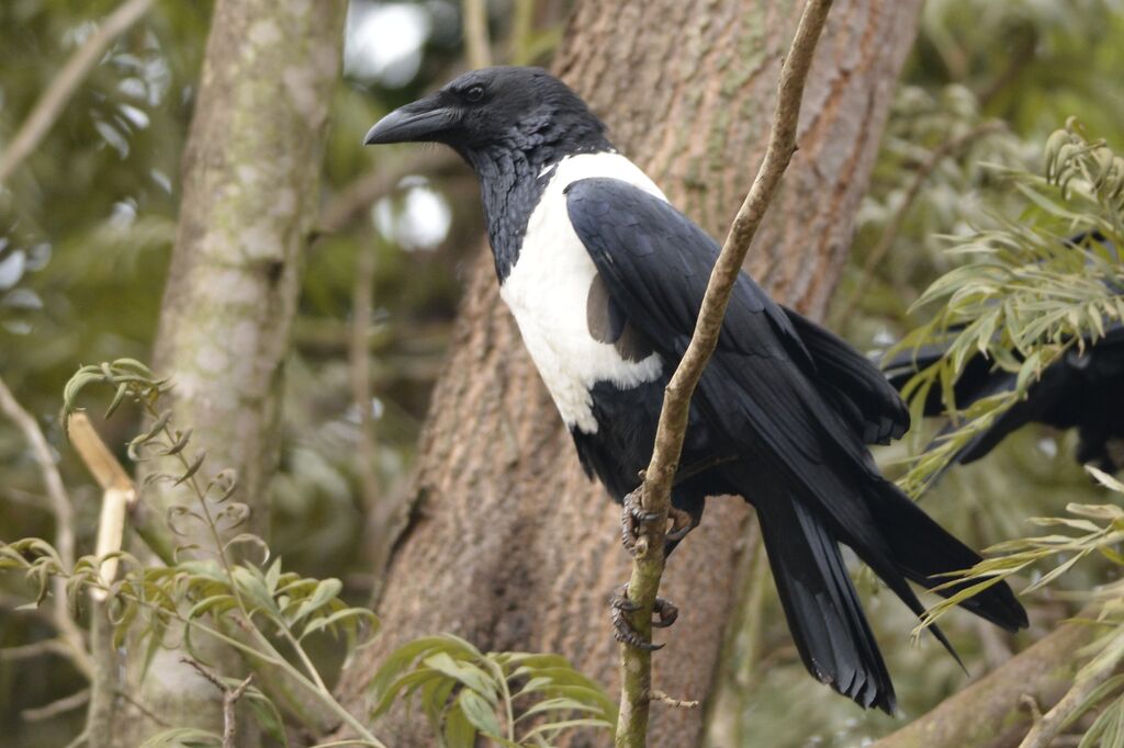 Pied Crowadult