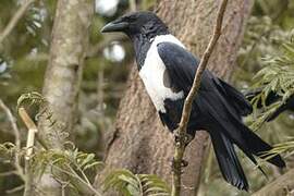 Pied Crow