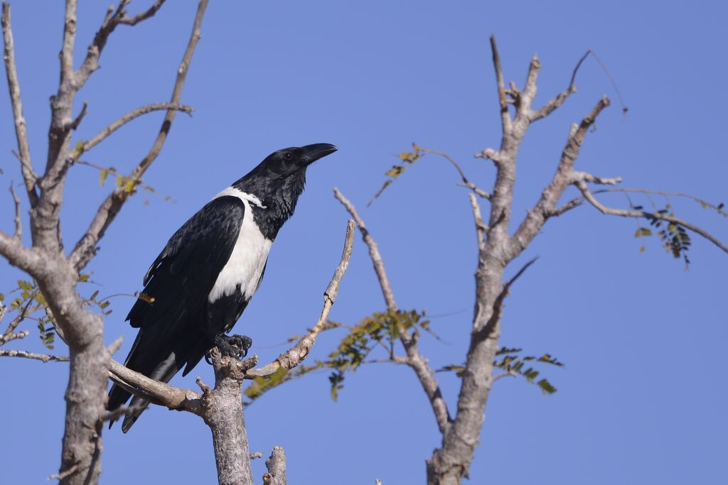 Pied Crowadult