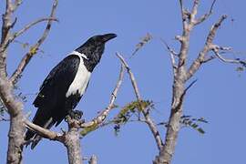 Pied Crow