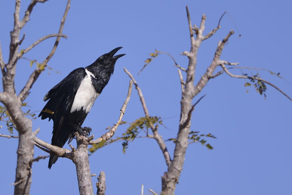 Pied Crowadult