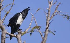 Pied Crow