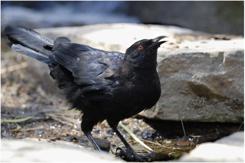 White-winged Choughadult