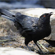 White-winged Chough