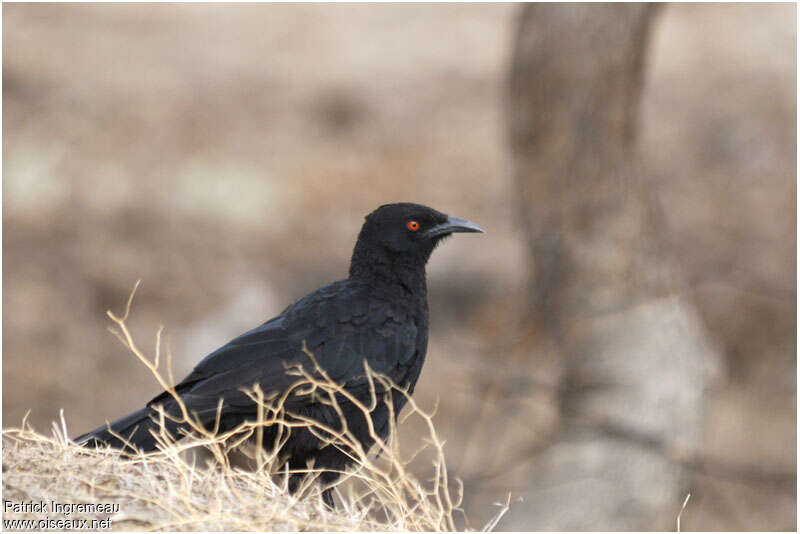 White-winged Choughadult, Behaviour