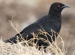 White-winged Chough