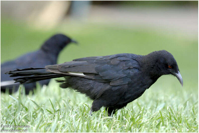 White-winged Choughadult, aspect