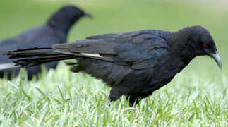 White-winged Chough