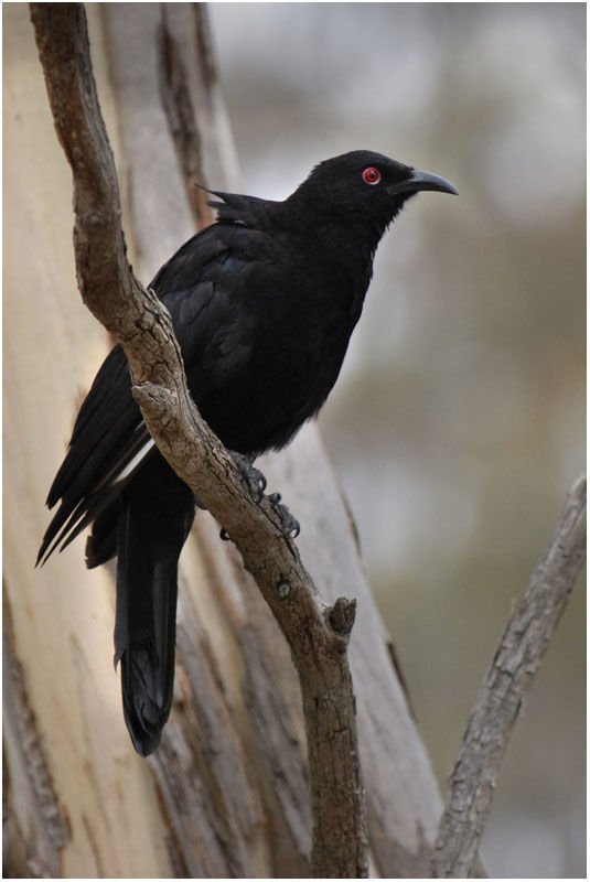 White-winged Choughadult