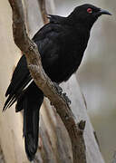 White-winged Chough