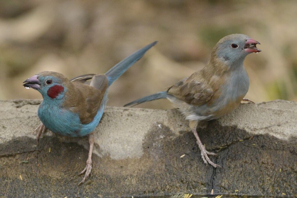 Red-cheeked Cordon-bleu, drinks