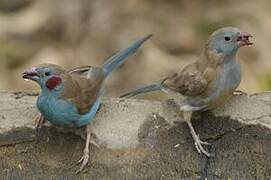 Red-cheeked Cordon-bleu