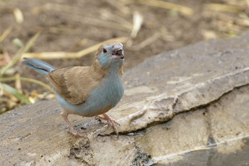 Red-cheeked Cordon-bleu female immature