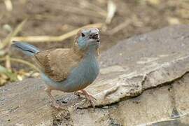 Red-cheeked Cordon-bleu