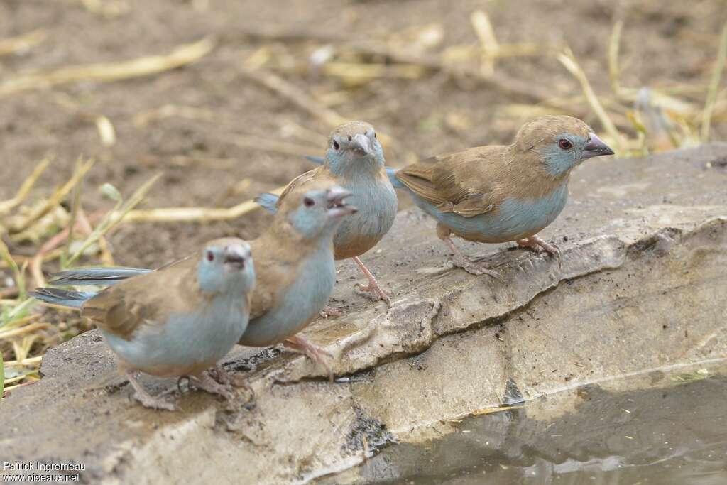 Cordonbleu à joues rouges mâle juvénile, identification, boit